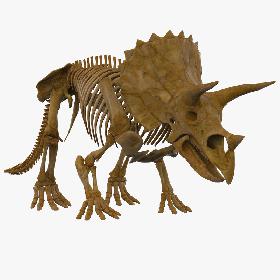 Triceratops Skeleton